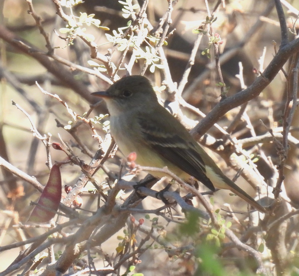 Willow Flycatcher - Mary Tannehill