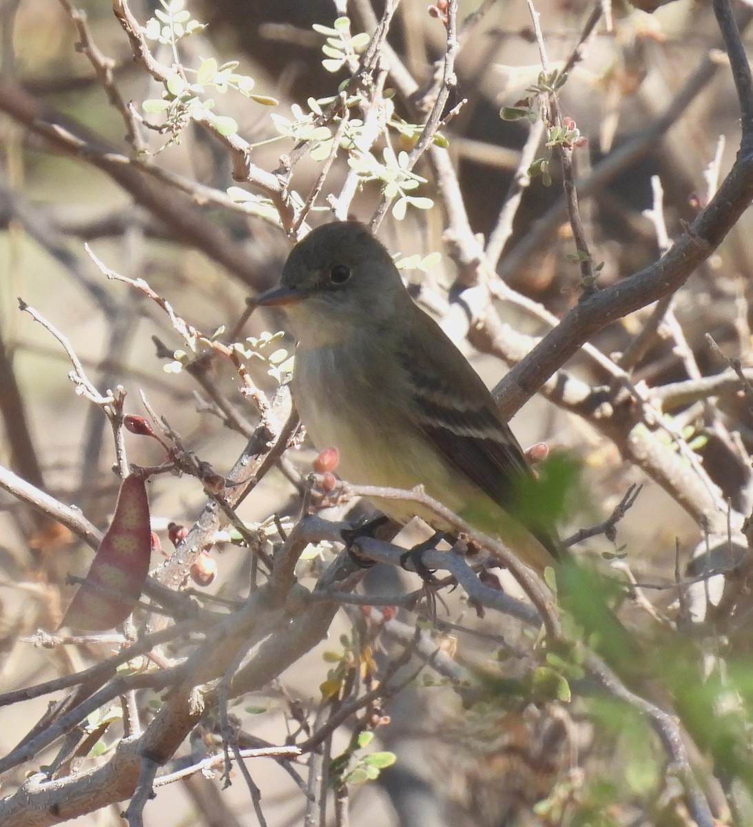 Willow Flycatcher - ML340080361