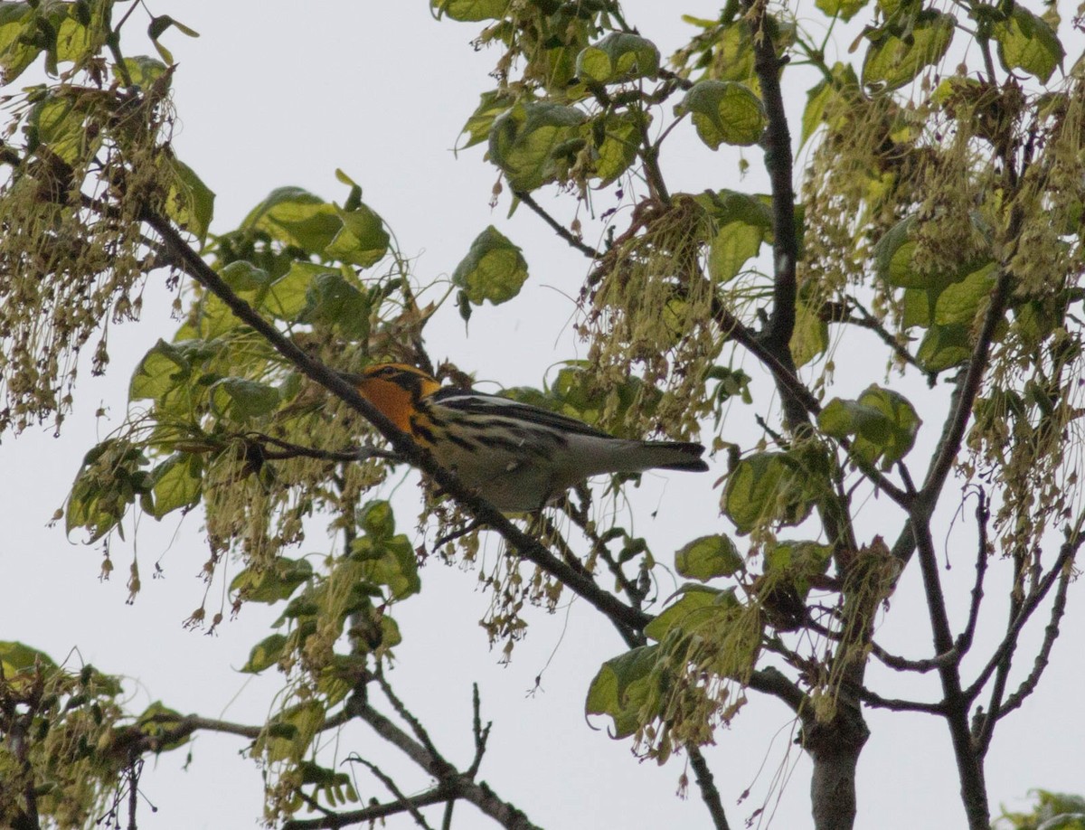 Blackburnian Warbler - ML340081591