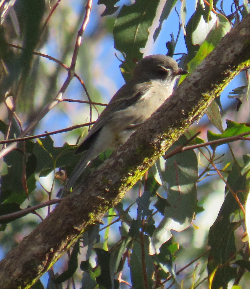 Golden Whistler - ML340082371