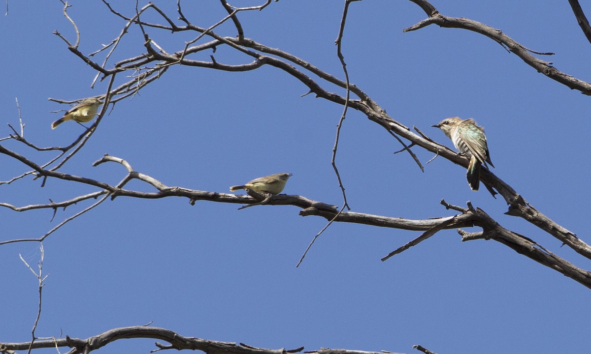 Horsfield's Bronze-Cuckoo - ML34008281