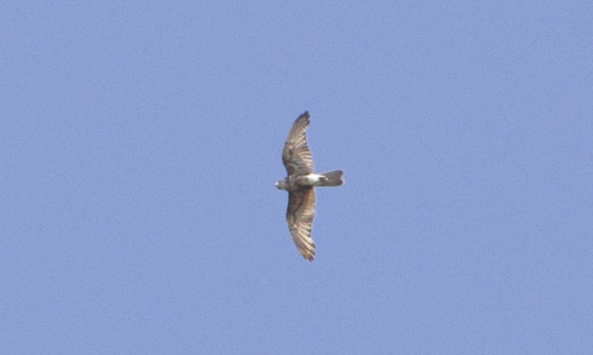 Brown Falcon - ML34008311