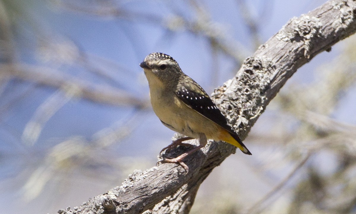 Spotted Pardalote - ML34008331