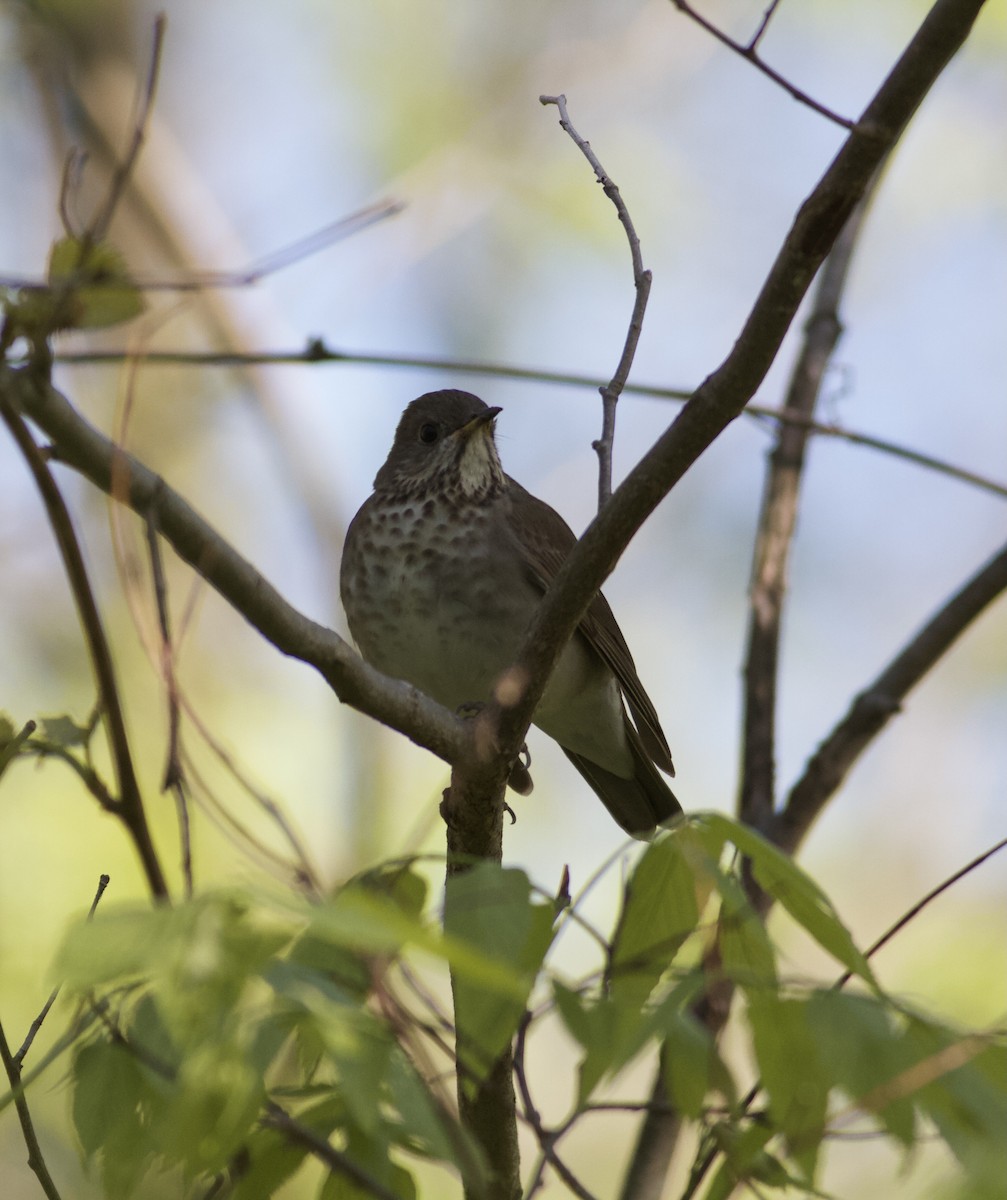 Gray-cheeked Thrush - Michael Lyman