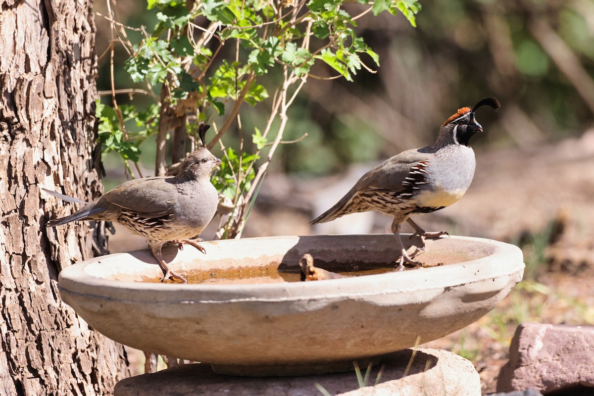 Gambel's Quail - ML340086271