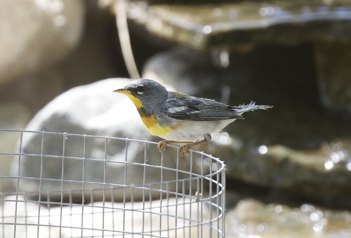 Northern Parula - ML340087021