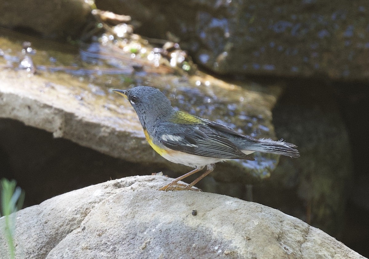Northern Parula - ML340087031