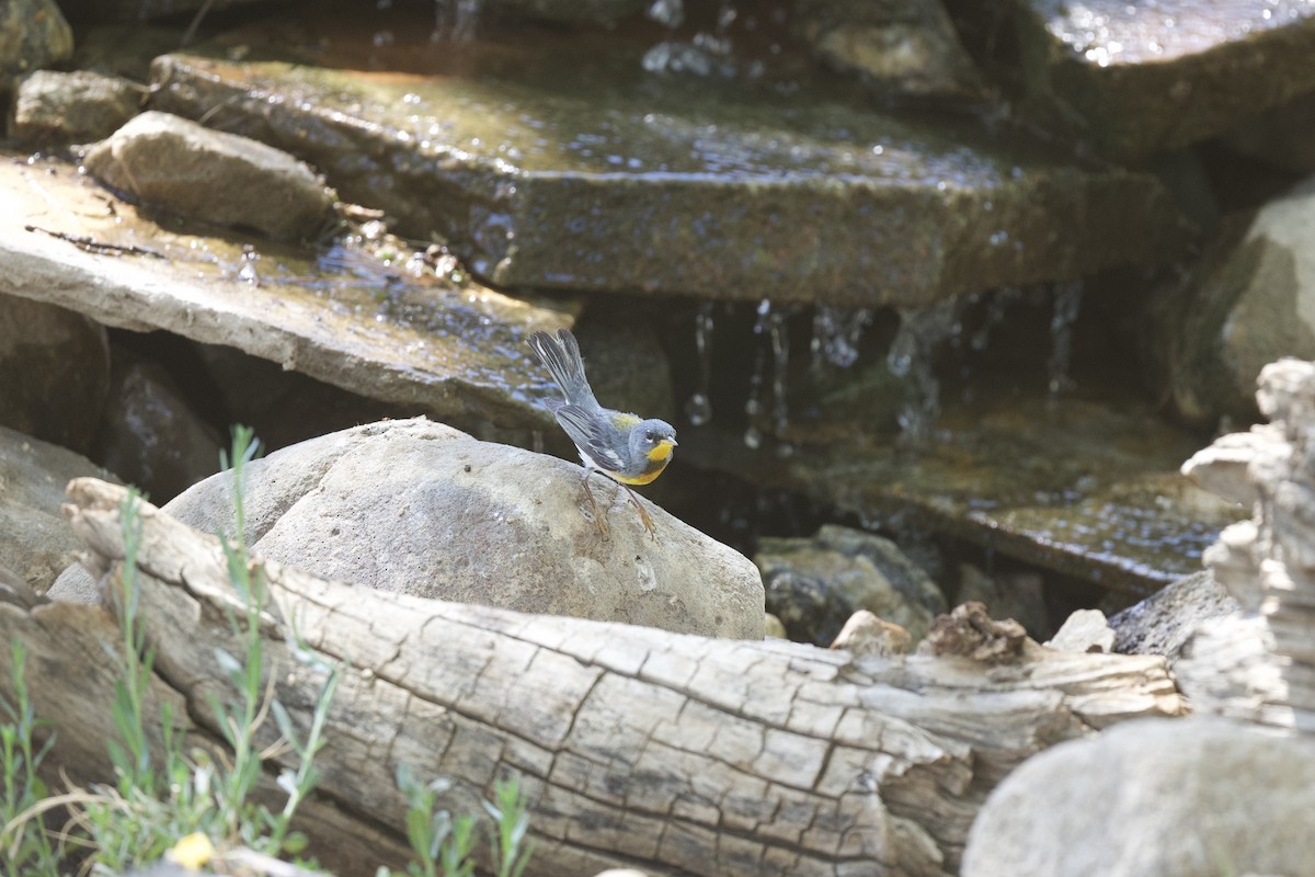 Northern Parula - ML340087071