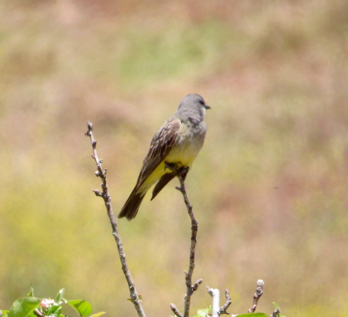 Western Kingbird - ML340089271
