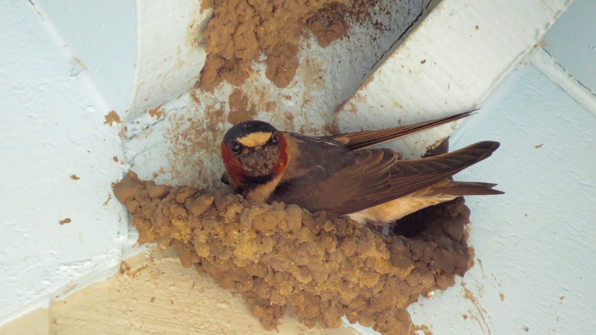 Cliff Swallow - ML340089281