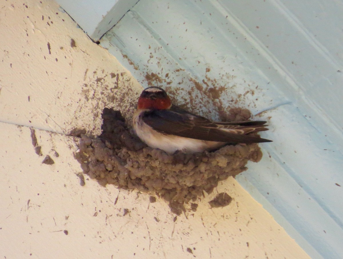 Cliff Swallow - ML340089291