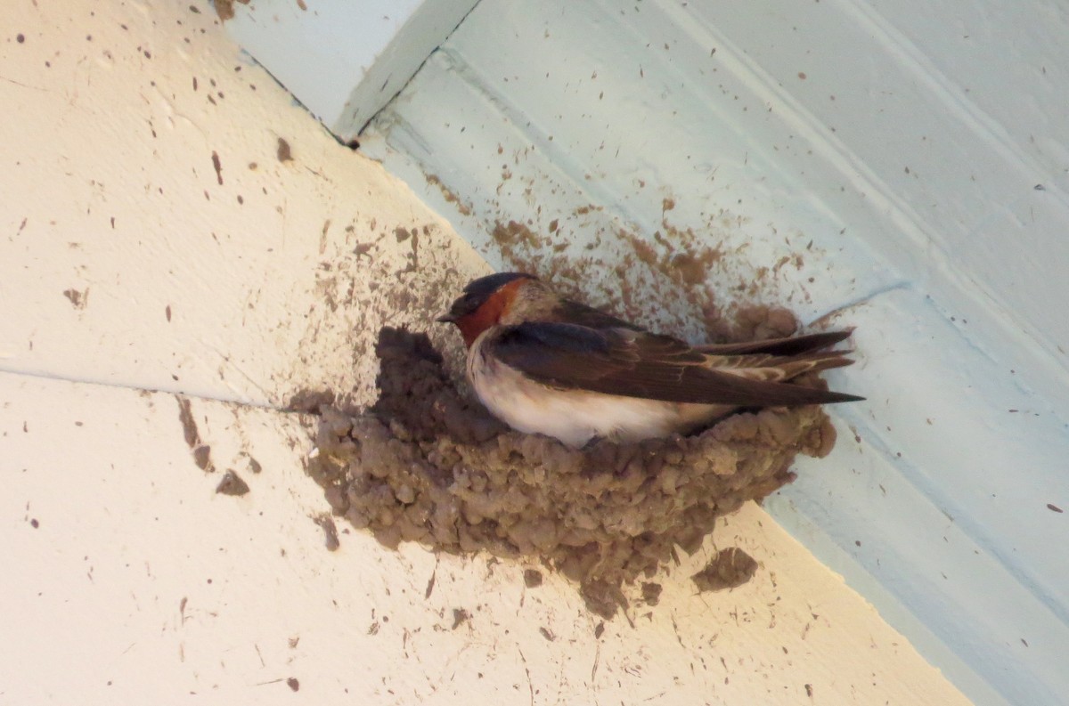 Cliff Swallow - ML340089311