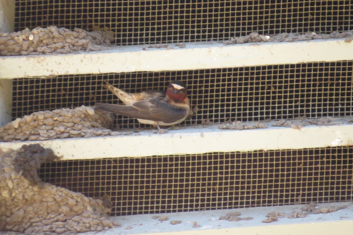 Cliff Swallow - ML340089321