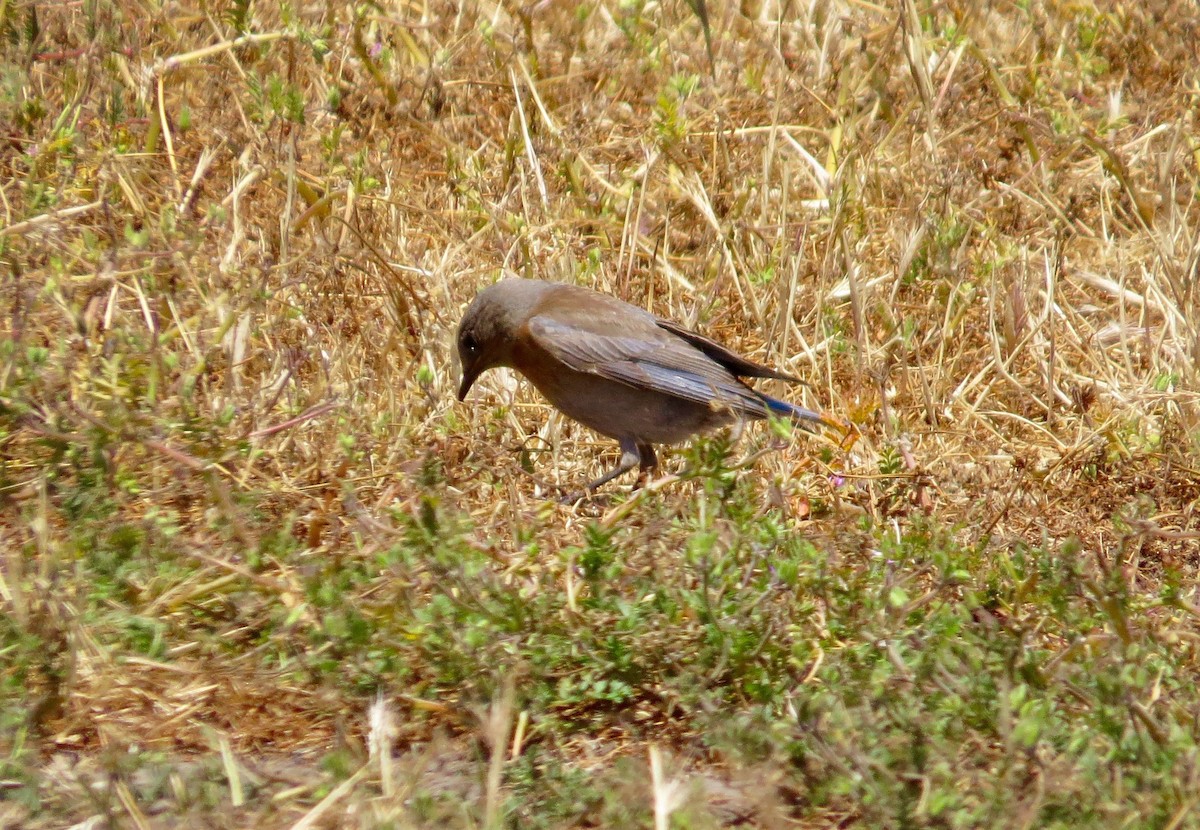 Western Bluebird - ML340089331