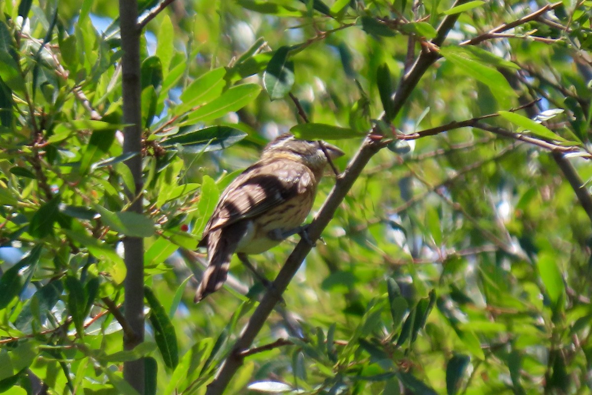 Black-headed Grosbeak - ML340089421