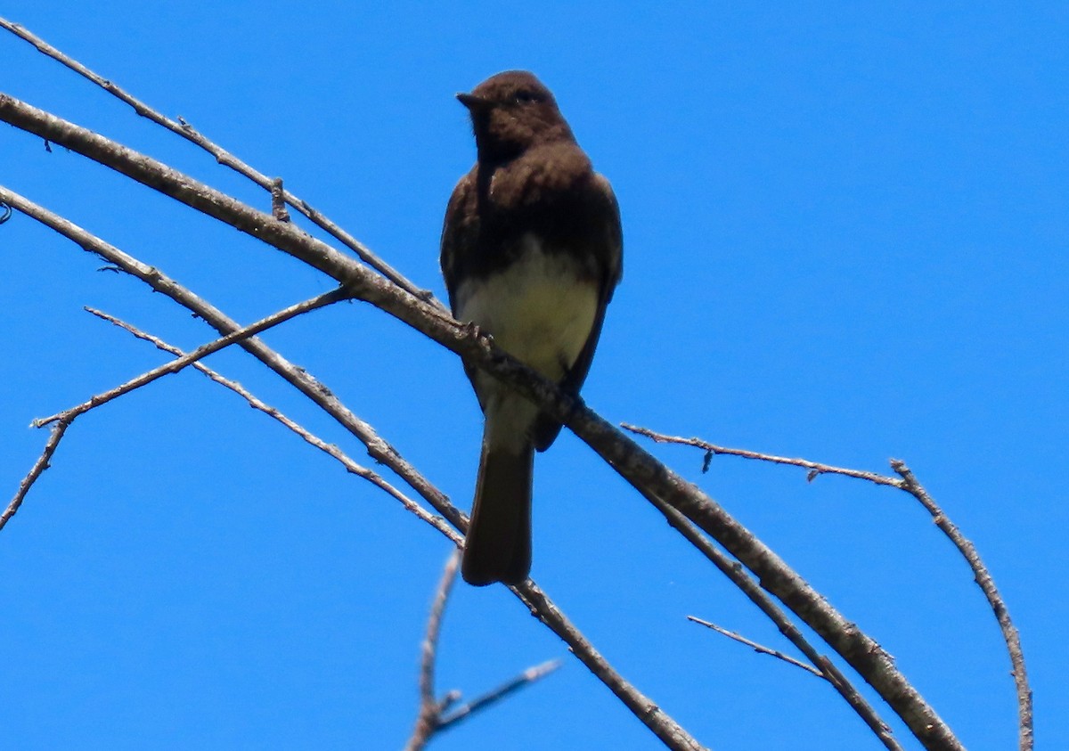 Black Phoebe - ML340091071