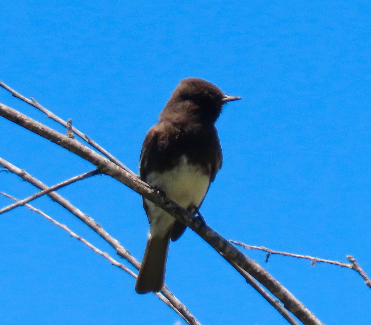 Black Phoebe - ML340091081