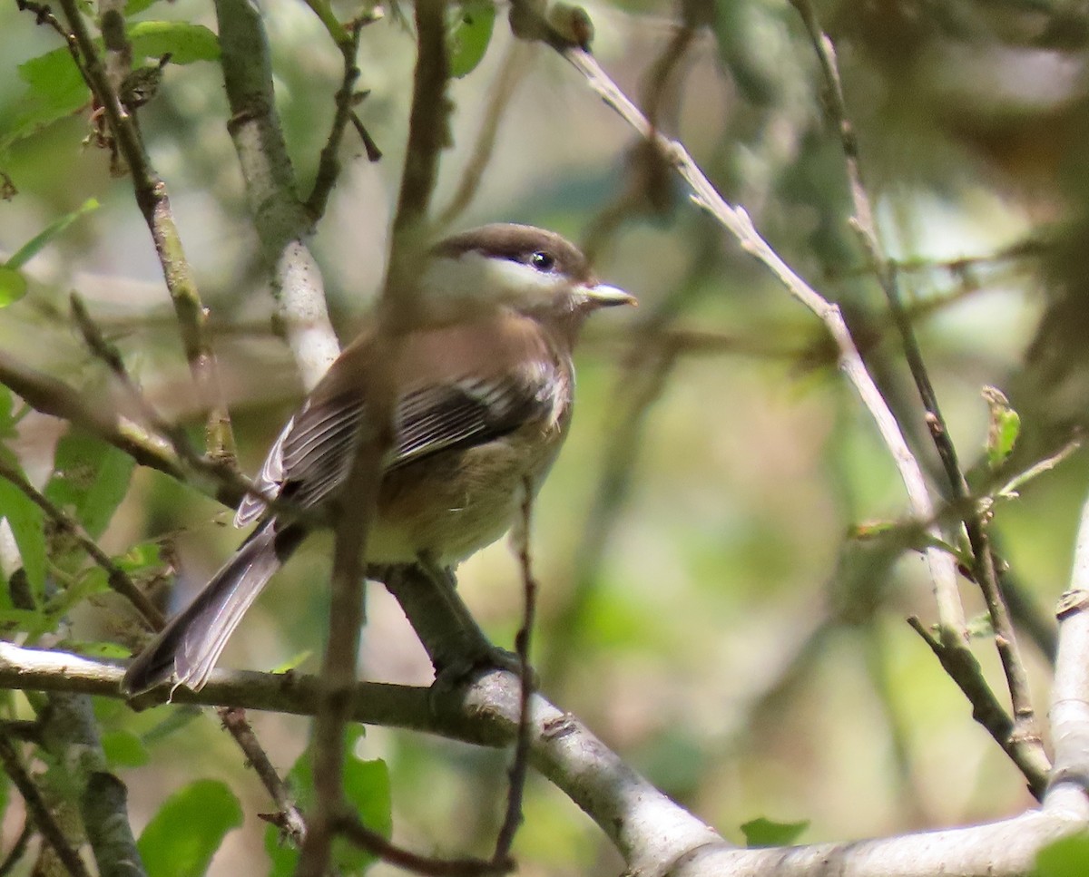Chestnut-backed Chickadee - ML340091091