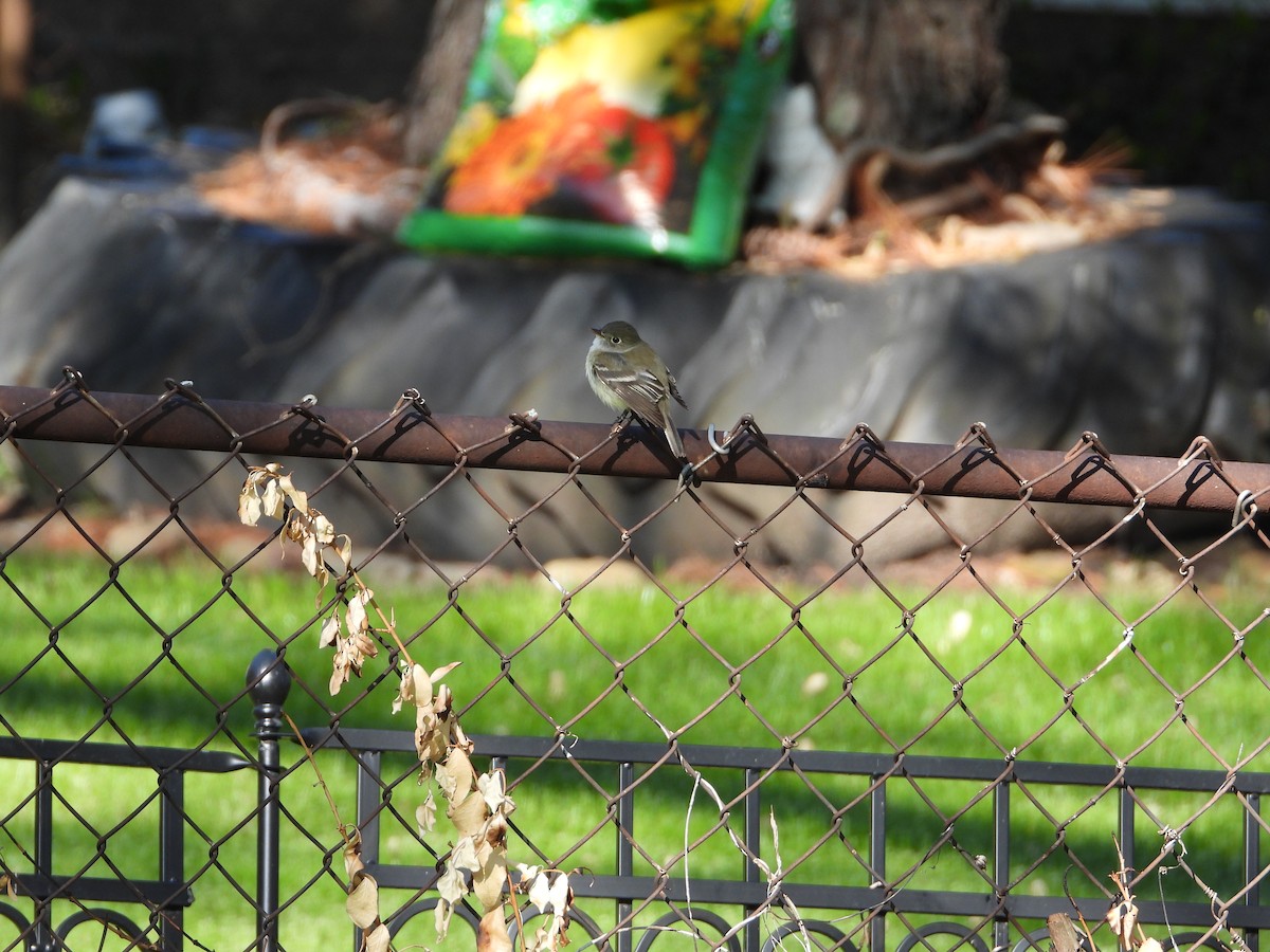 Least Flycatcher - ML340091961