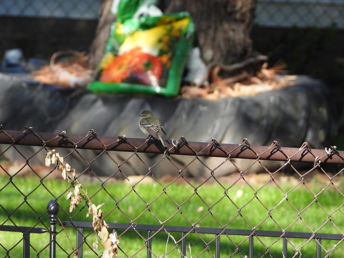 Least Flycatcher - Lisa Judge