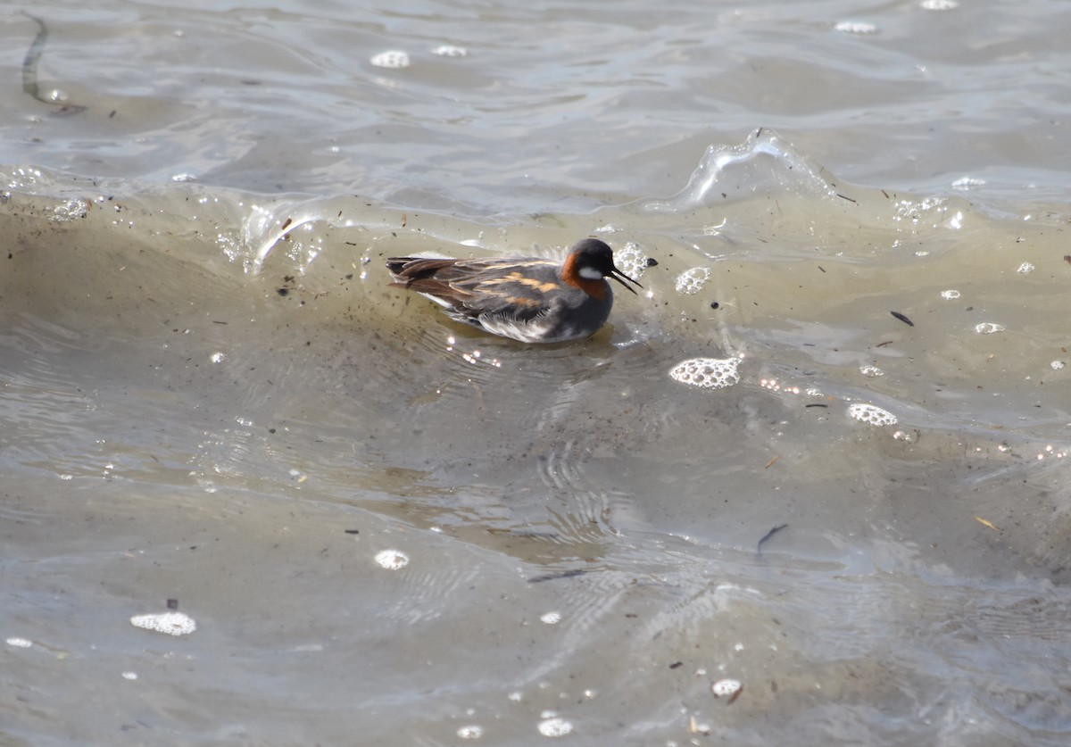 Red-necked Phalarope - ML340093951