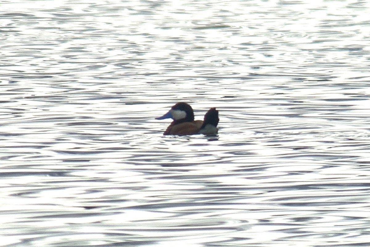 Ruddy Duck - ML340094041