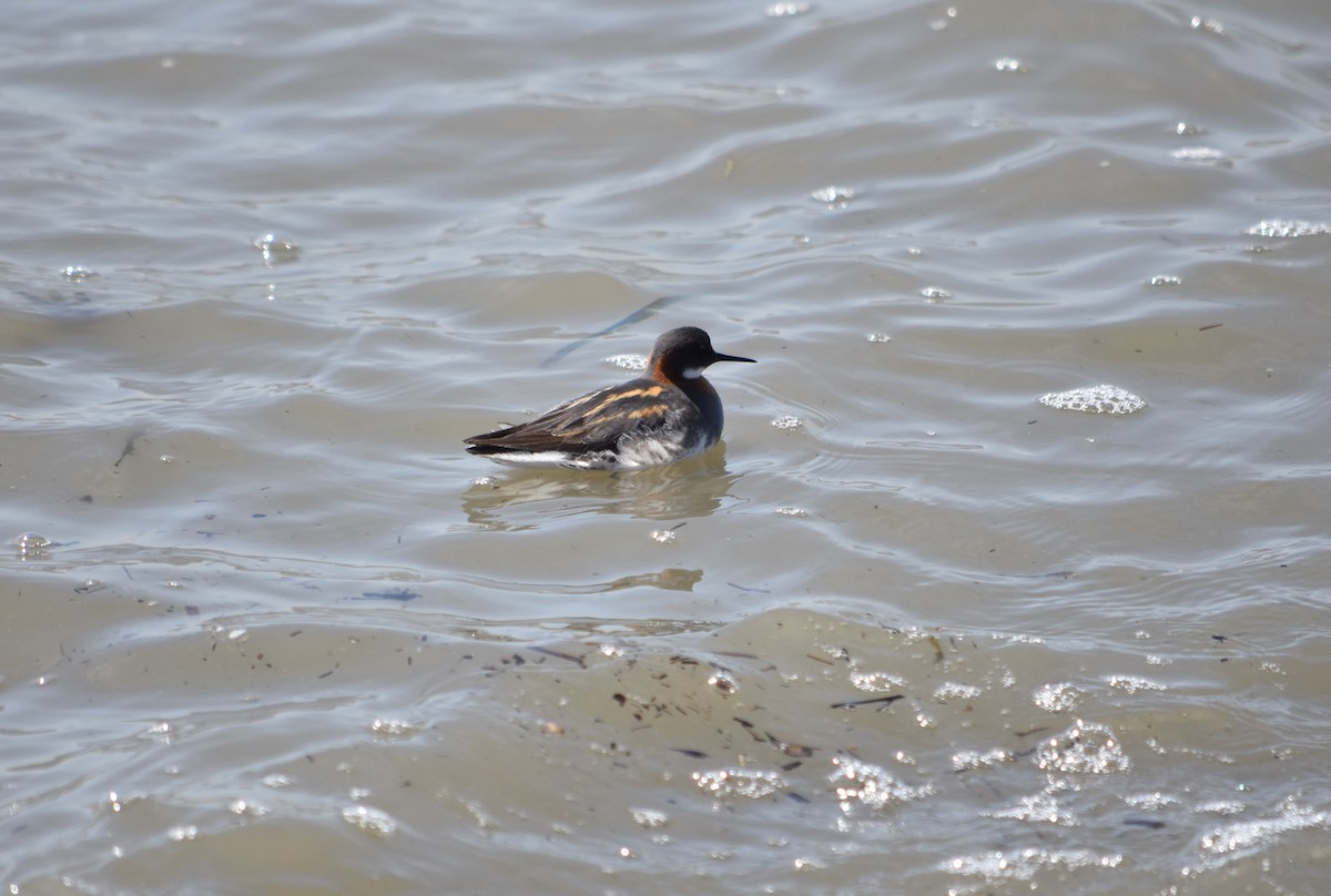 Red-necked Phalarope - ML340094051