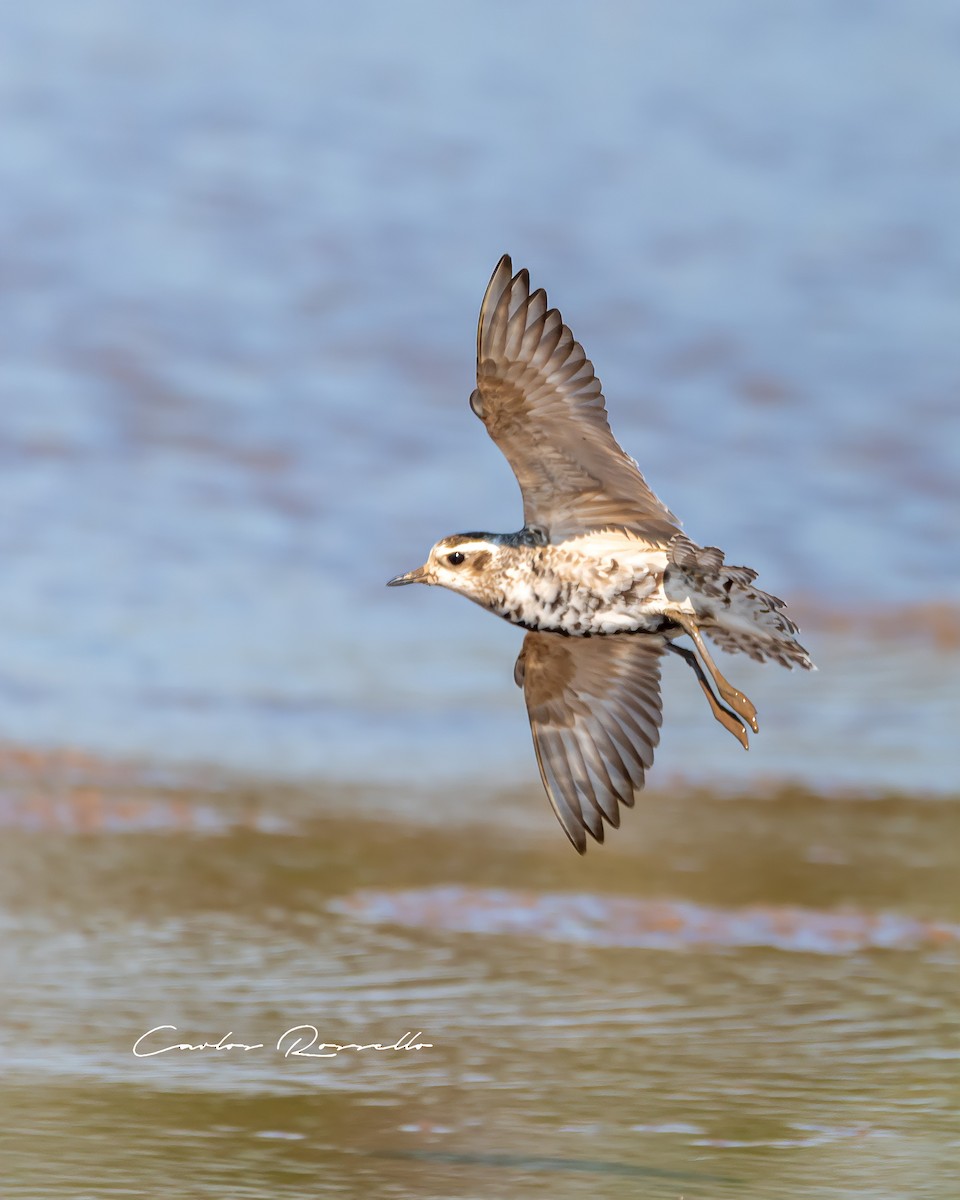 American Golden-Plover - ML340094131