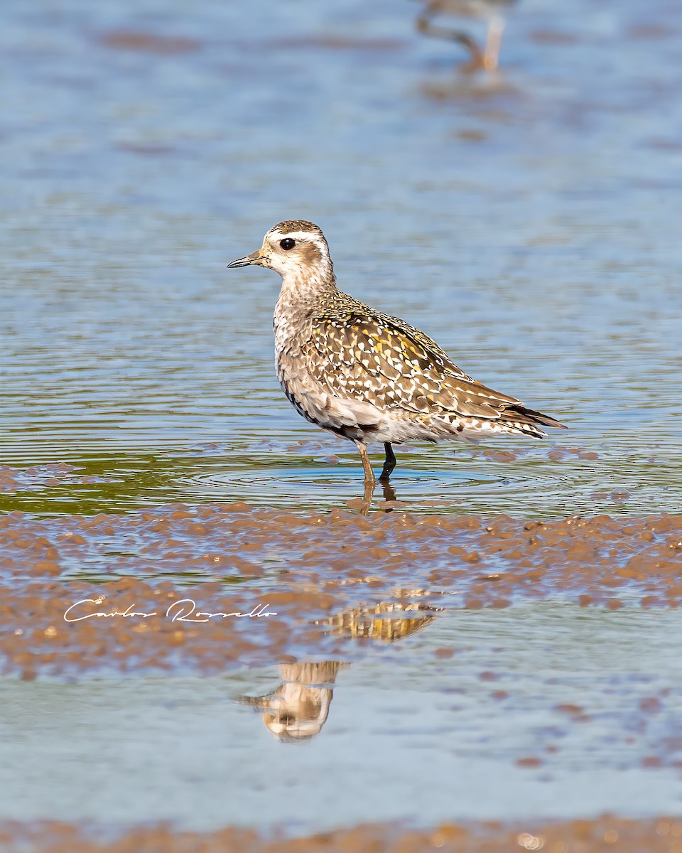 American Golden-Plover - ML340094151