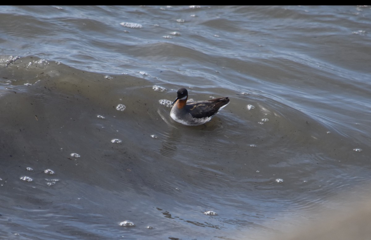 Red-necked Phalarope - ML340094161