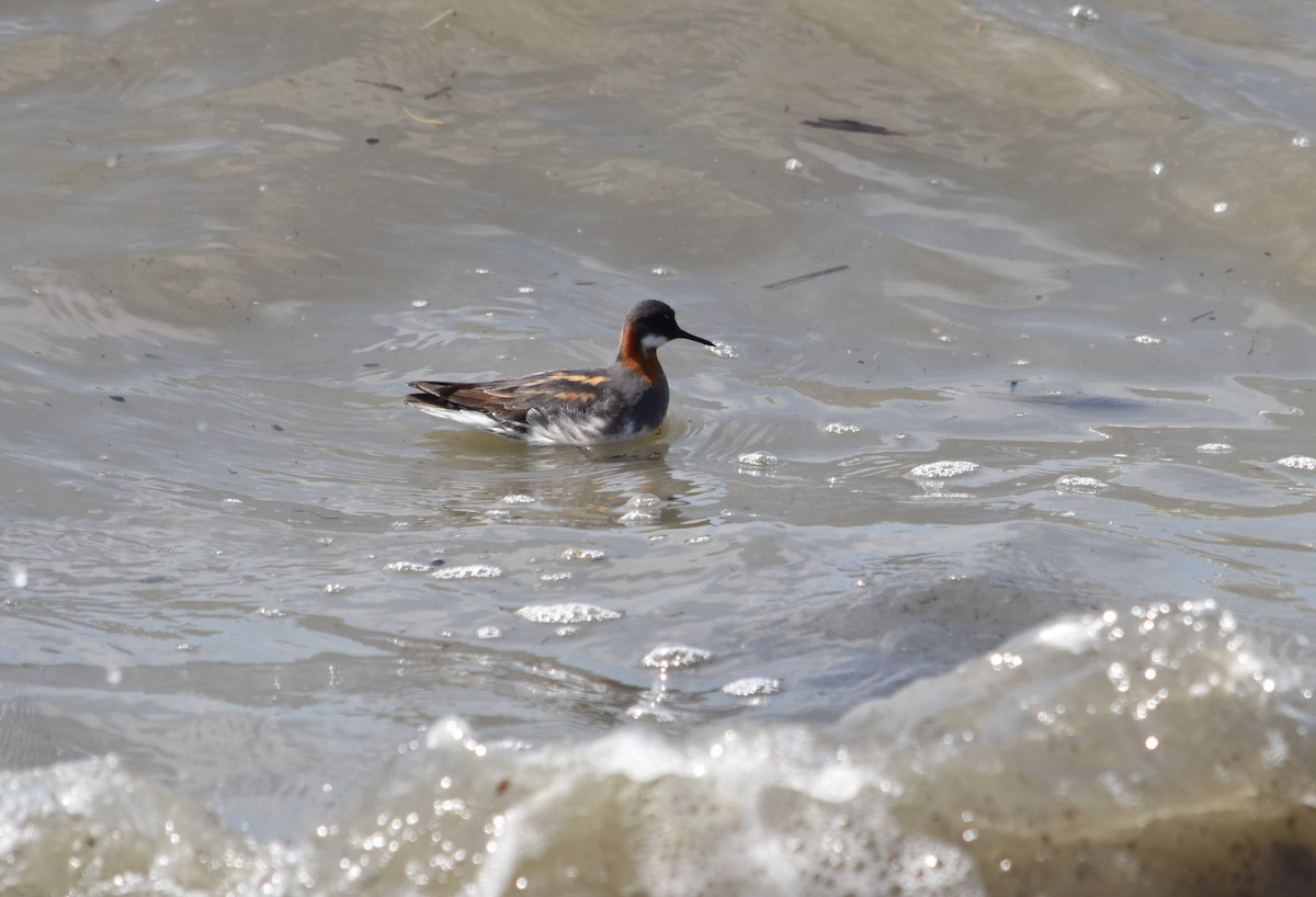 Red-necked Phalarope - ML340094171