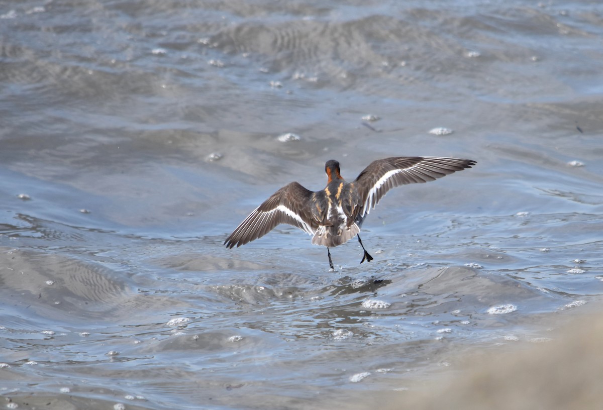 Red-necked Phalarope - James  Watts, Jr