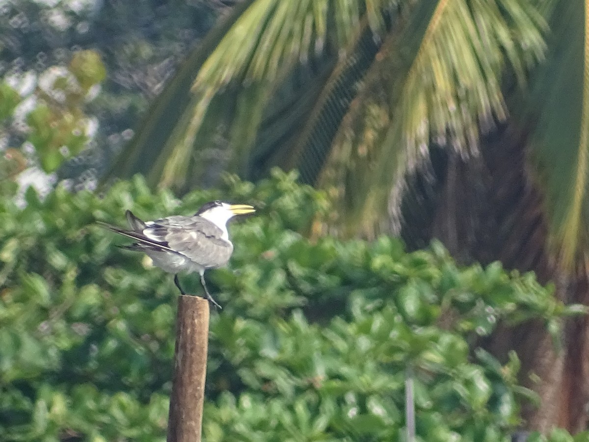 Great Crested Tern - ML340094701