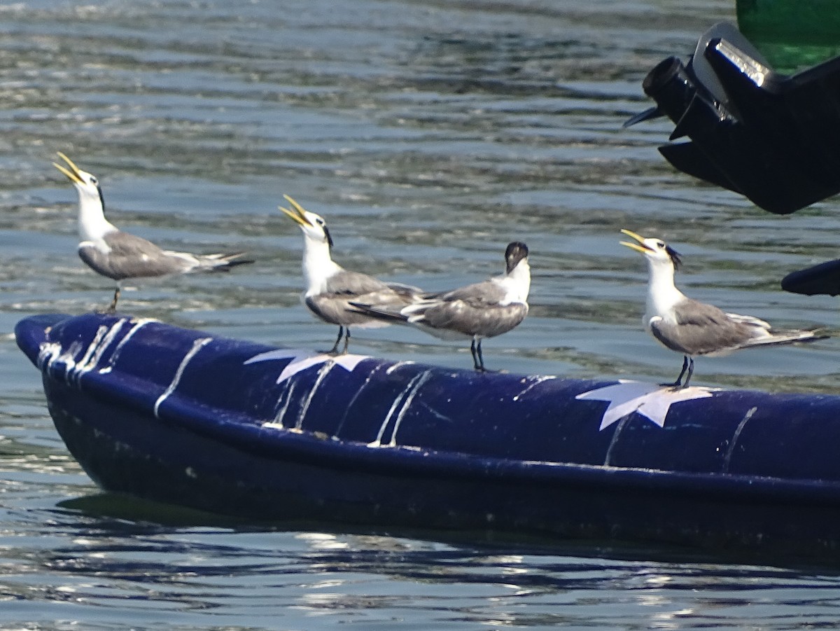 Great Crested Tern - ML340094711