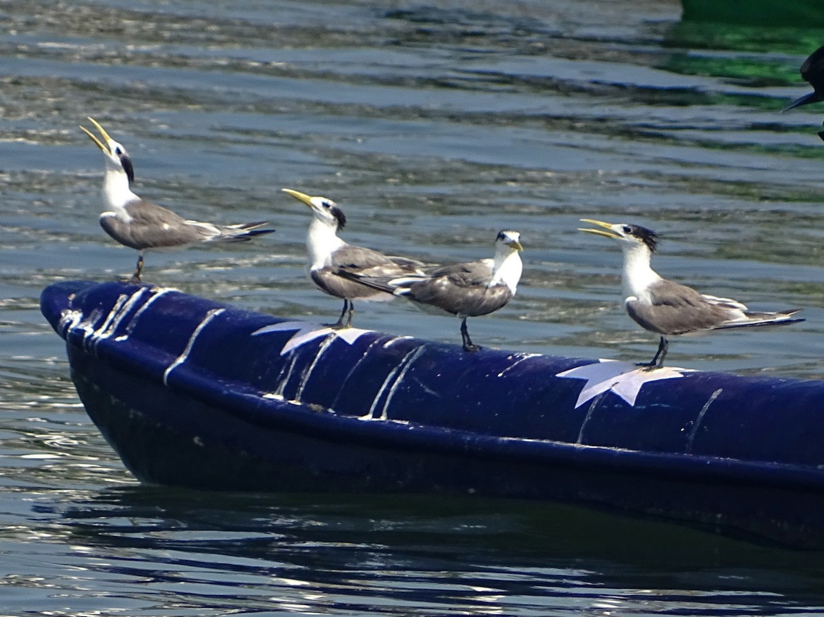 Great Crested Tern - ML340094721