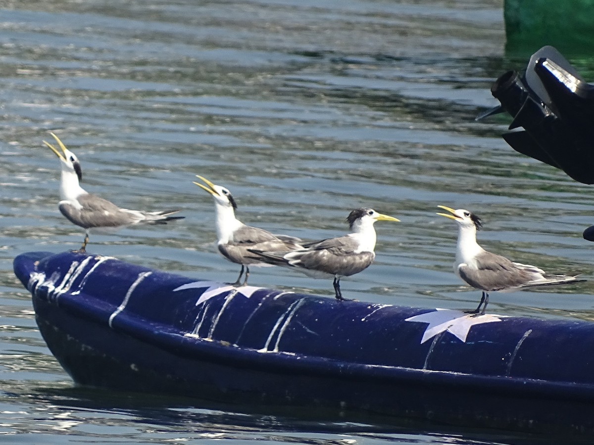 Great Crested Tern - ML340094751