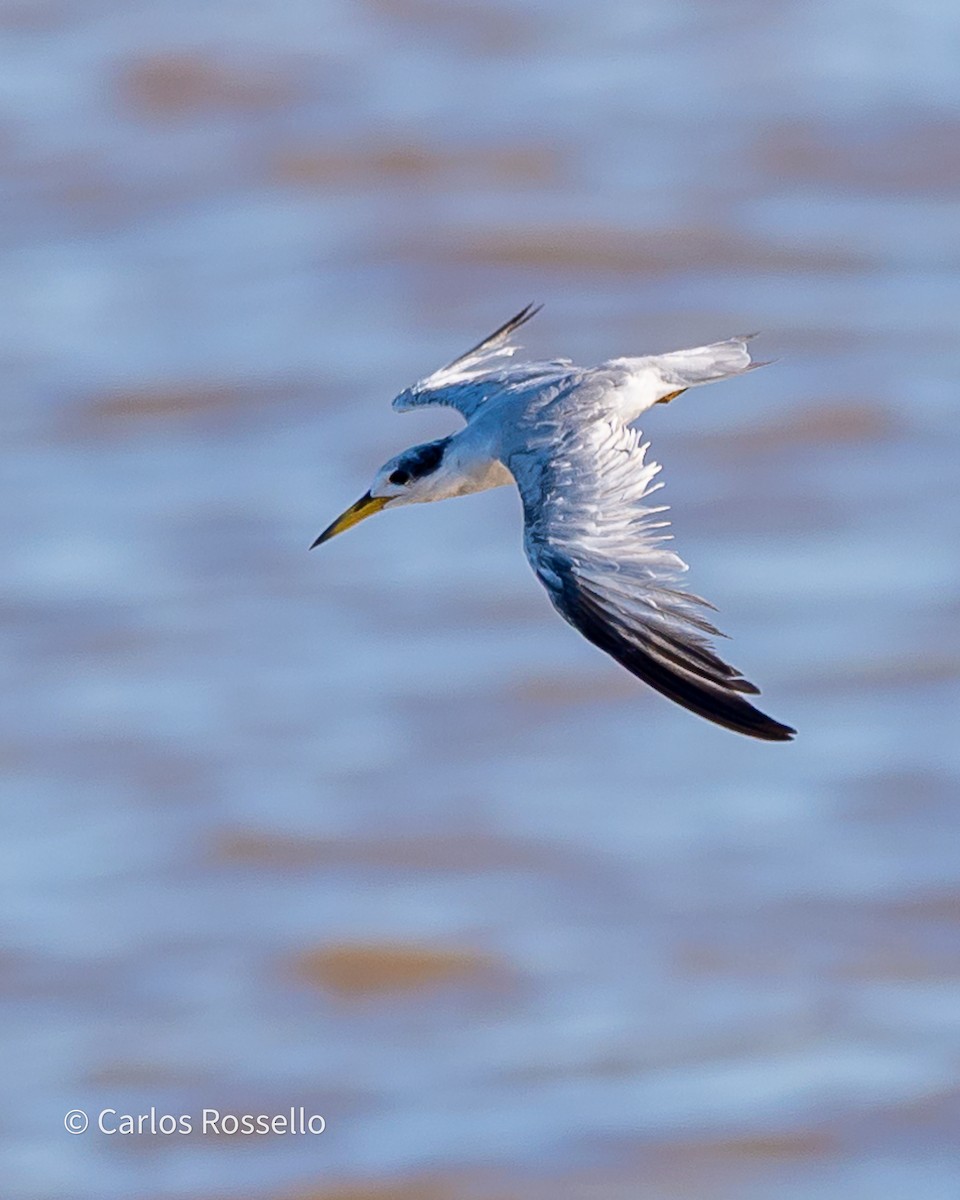 Yellow-billed Tern - ML340094851