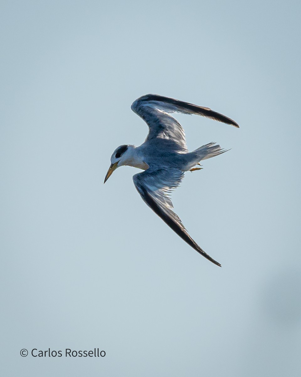 Yellow-billed Tern - ML340094861