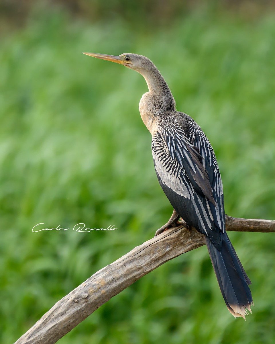 Anhinga - Carlos Rossello