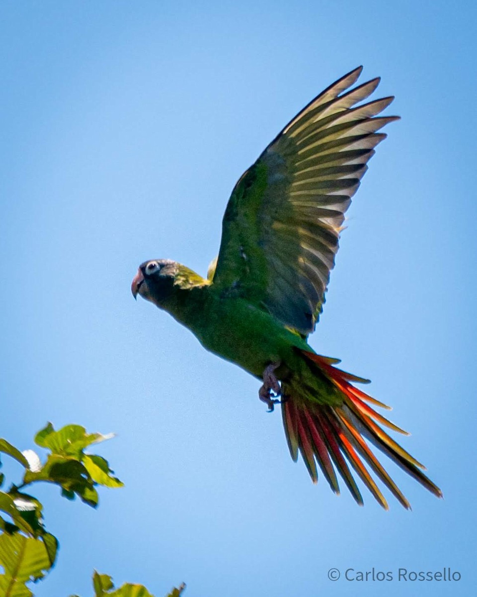 Blue-crowned Parakeet - Carlos Rossello