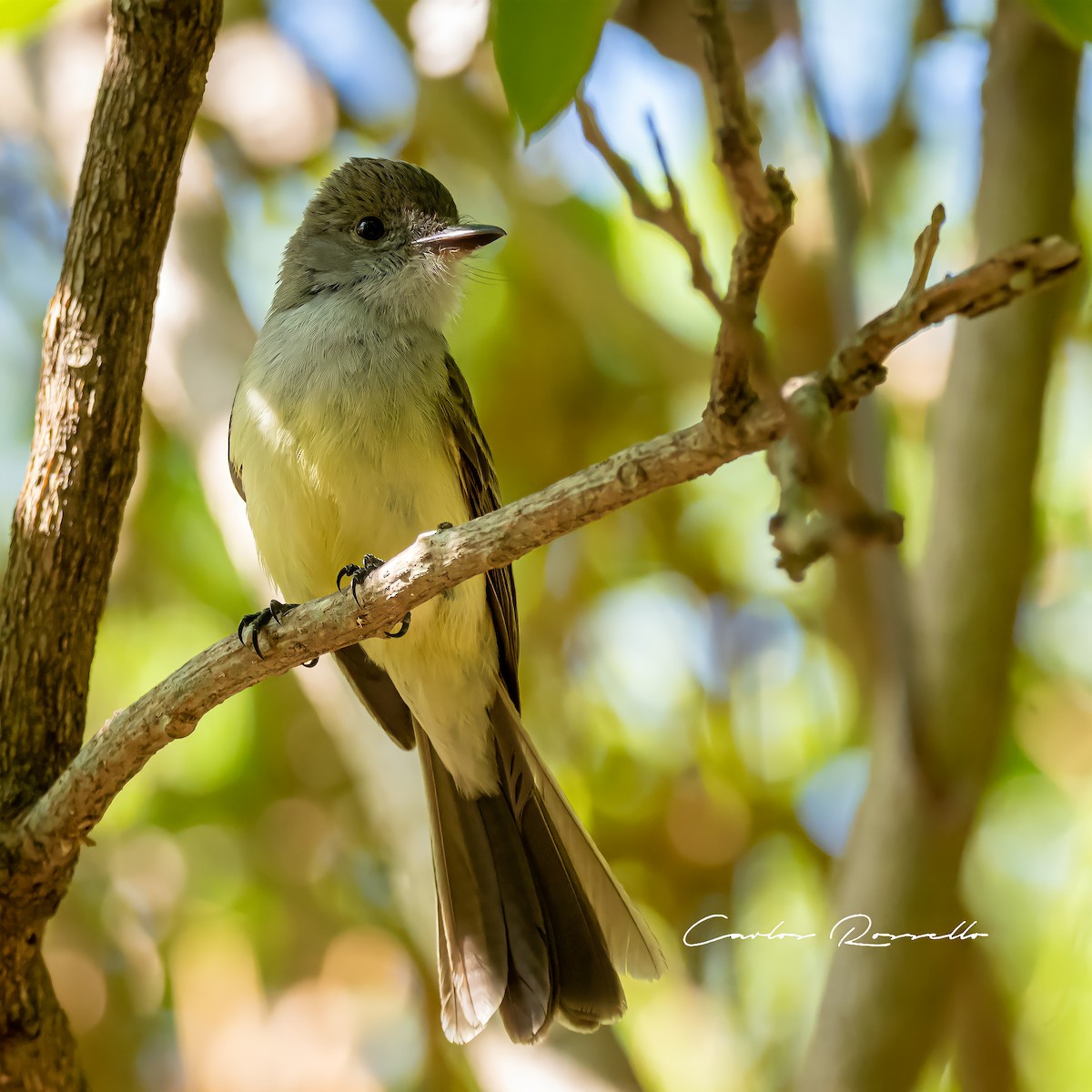 Short-crested Flycatcher - Carlos Rossello