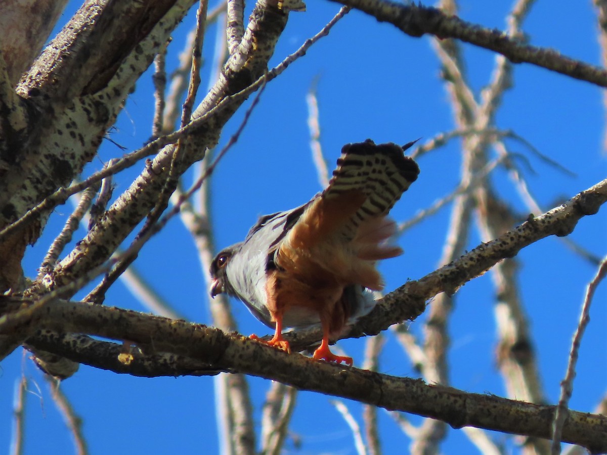 Red-footed Falcon - ML340097121