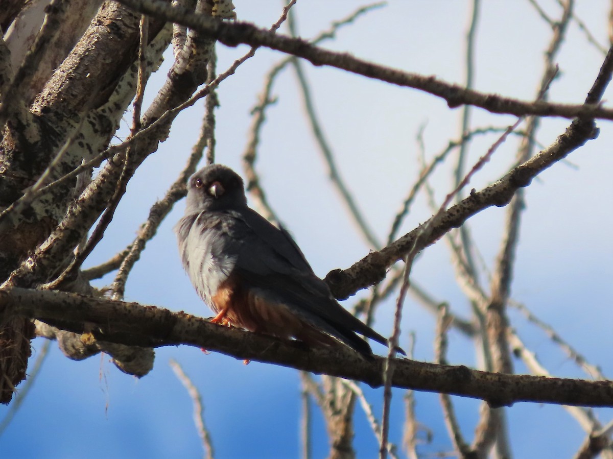 Red-footed Falcon - Marta Ibáñez