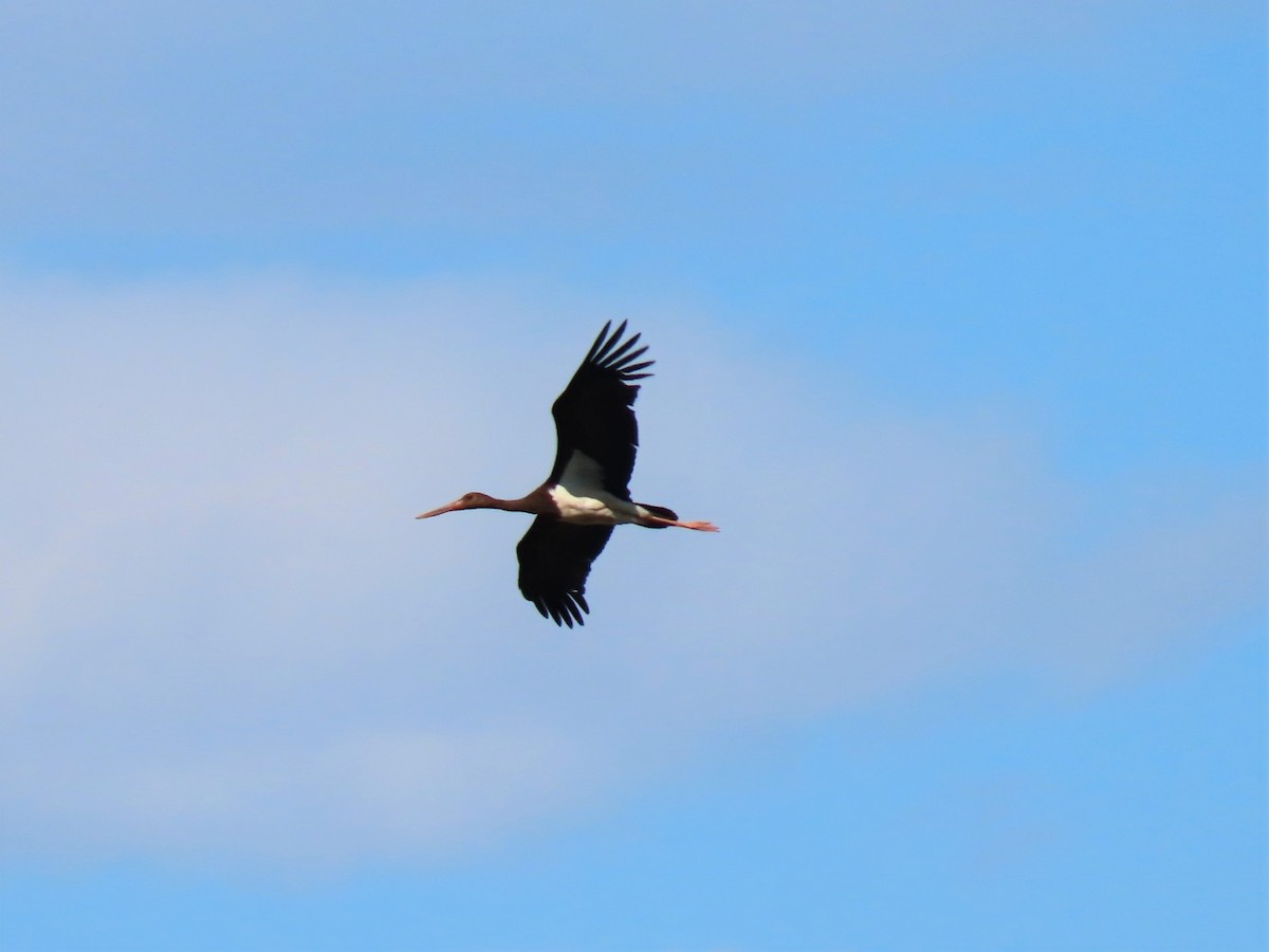 Black Stork - Marta Ibáñez