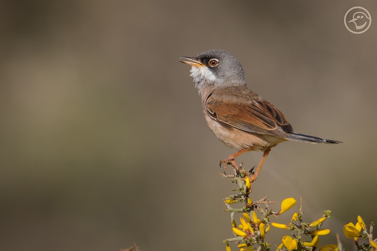 Spectacled Warbler - Yanina Maggiotto