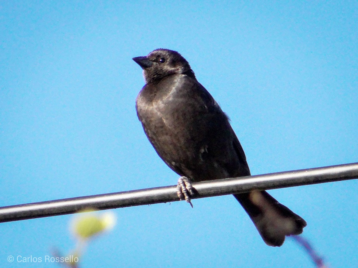 Screaming Cowbird - ML340097471