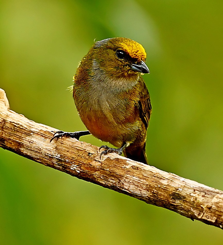 Orange-bellied Euphonia - ML340097511