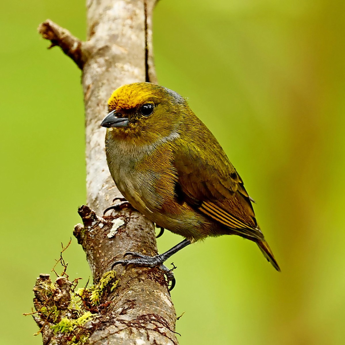 Orange-bellied Euphonia - ML340097521