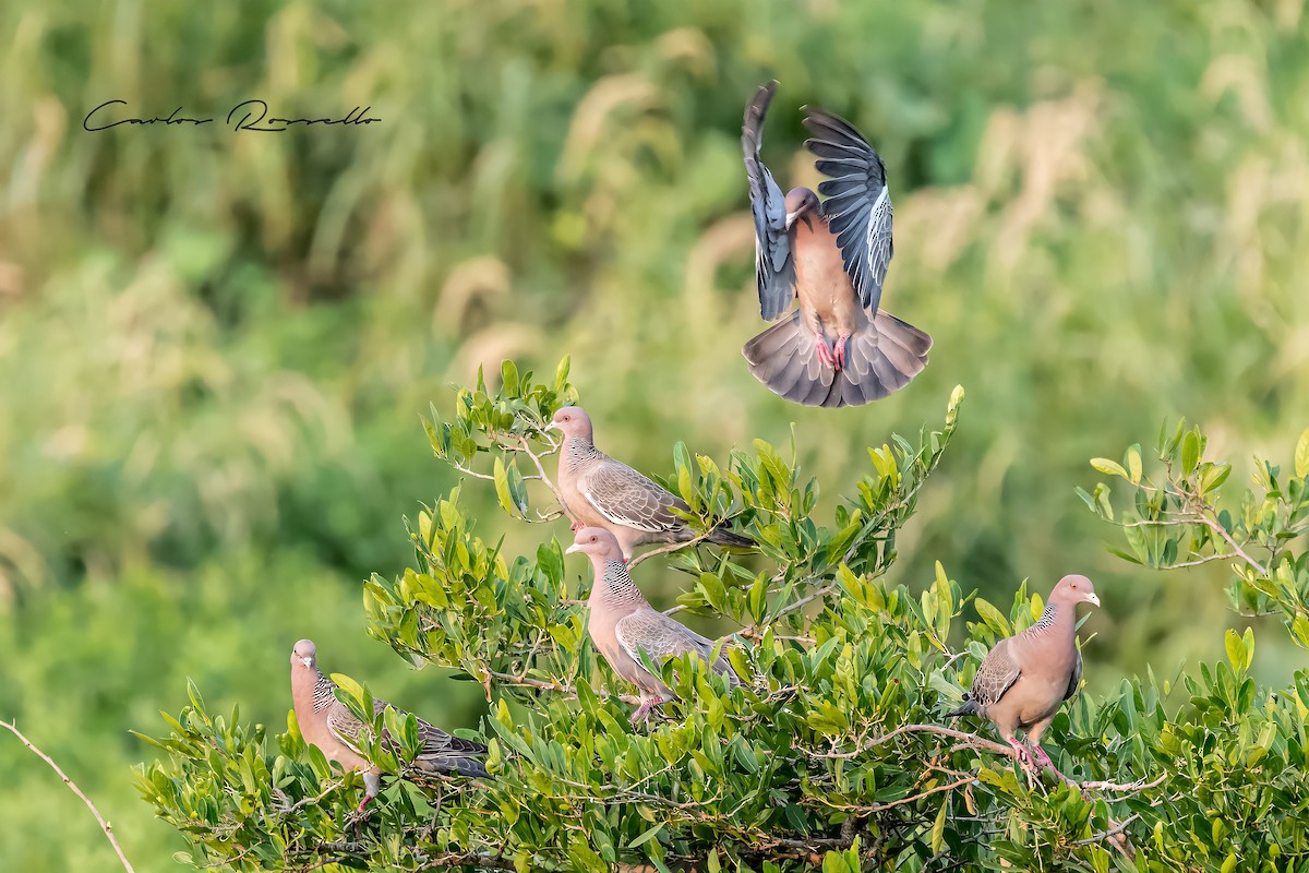 Picazuro Pigeon - ML340097931