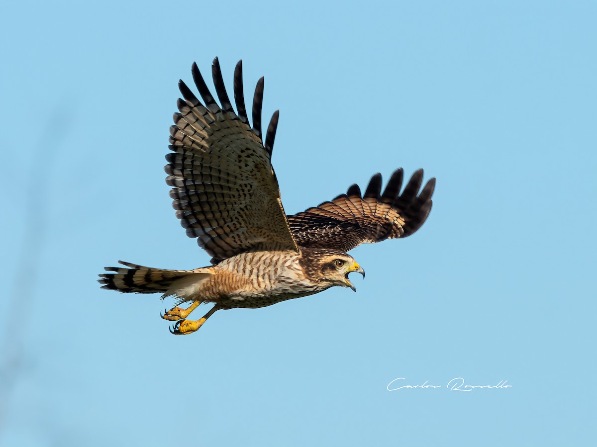 Roadside Hawk - ML340098231